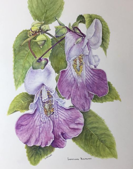 Painting Jean Davies Impatiens Balfourii Exhibition