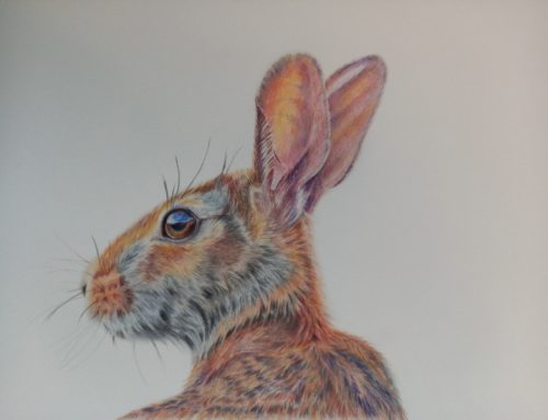 Curious Rabbit
