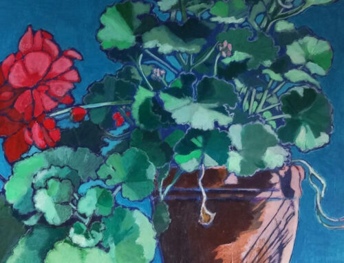 Geraniums
