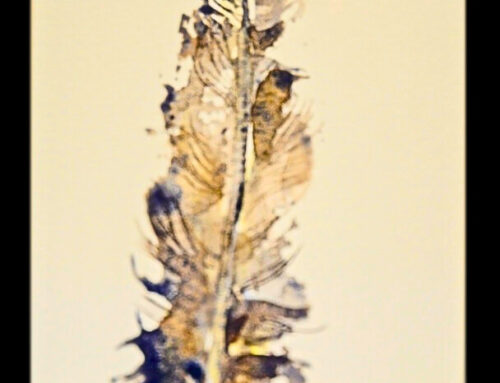 Feather
